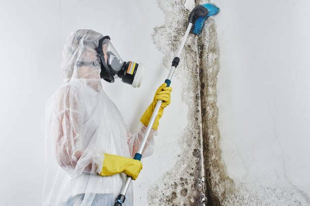 Why You Should Choose Our Mold Remediation Services in New Lenox, IL