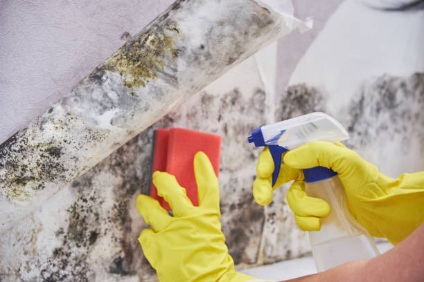 Mold Remediation for Rental Properties in New Lenox, IL